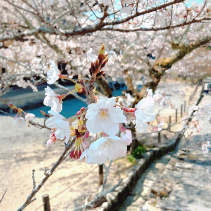 桜