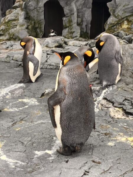 旭山動物園の動物たち