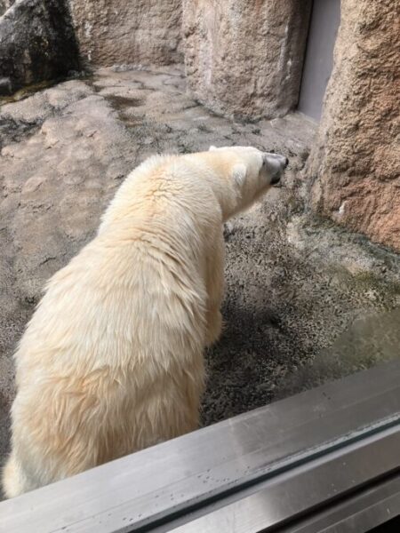 旭山動物園の動物たち