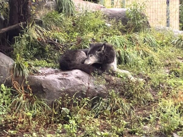 旭山動物園の動物たち